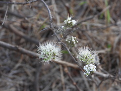 Combretum mossambicense