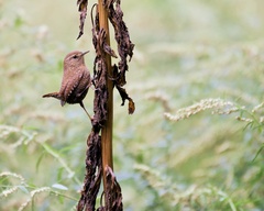 Troglodytes hiemalis