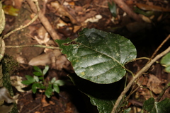 Parsonsia velutina