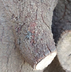 Nyssus coloripes