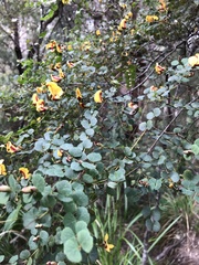 Bossiaea webbii