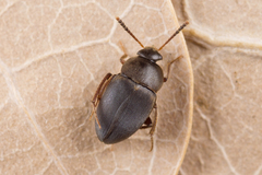 Apocatops nigrita