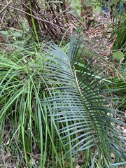 Macrozamia riedlei
