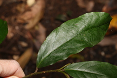 Alangium polyosmoides