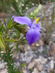 Patersonia