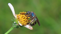 Caenaugochlora inermis