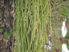 Rhipsalis