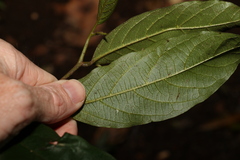 Alangium polyosmoides