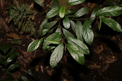 Alangium polyosmoides