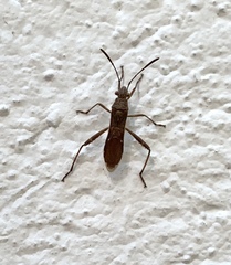 Burtinus notatipennis