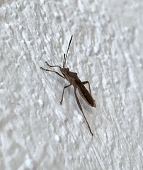 Burtinus notatipennis