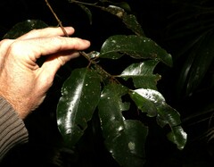 Syzygium crebrinerve