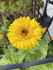 Asteraceae
