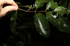 Syzygium crebrinerve
