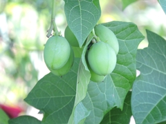 Jatropha
