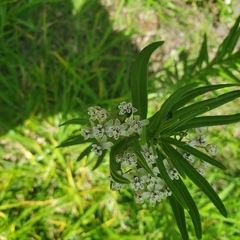 Asclepias mexicana