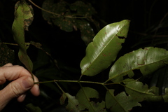 Syzygium crebrinerve