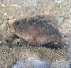 Actaeodes tomentosus