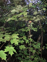 Acer saccharum