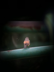 Sporophila minuta