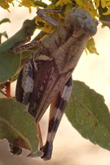 Melanoplus ponderosus