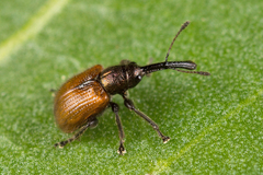 Tatianaerhynchites aequatus