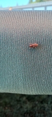 Cylindrocopturus