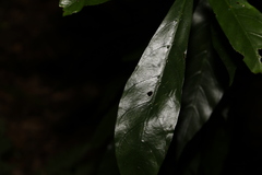 Atractocarpus benthamianus