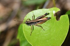 Phaulacridium vittatum