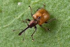 Tatianaerhynchites aequatus