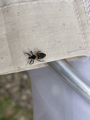 Catasphactes coprias