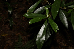 Atractocarpus benthamianus