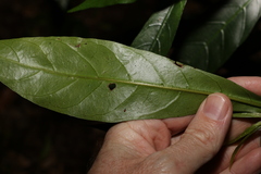 Atractocarpus benthamianus
