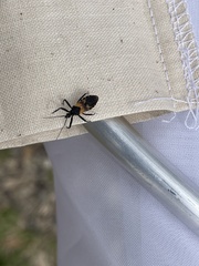 Catasphactes coprias