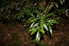 Atractocarpus benthamianus