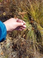 Ostericum tenuifolium
