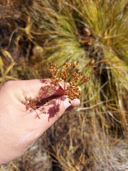 Ostericum tenuifolium