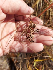 Ostericum tenuifolium