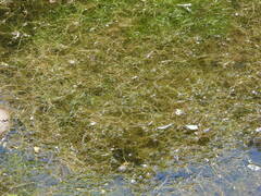 Ranunculus trichophyllus