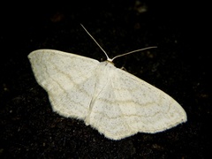 Scopula apicipunctata