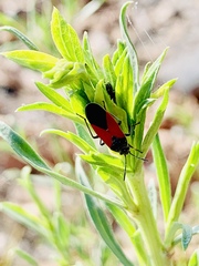 Melanopleurus belfragei