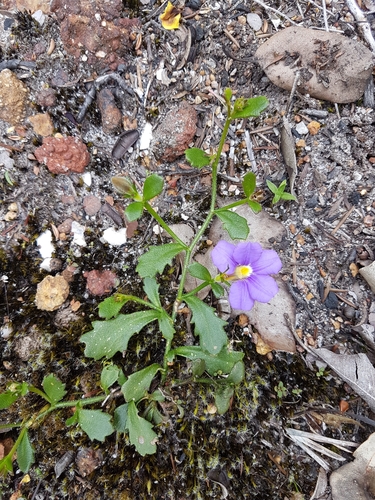 Image of Scaevola Striata (Scaevola striata) by no rights reserved