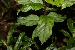 Ehretia acuminata