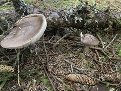 Scaphinotus angusticollis