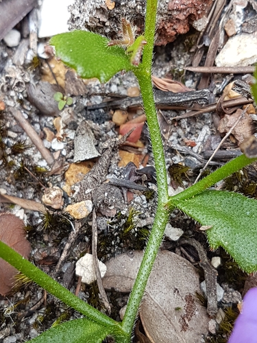 Image of Scaevola Striata (Scaevola striata) by no rights reserved