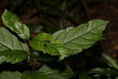Ehretia acuminata