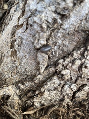 Armadillidium vulgare