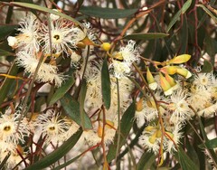Eucalyptus calycogona