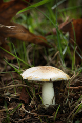 Agaricus micromegethus