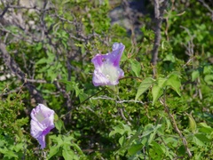 Ipomoea lindheimeri